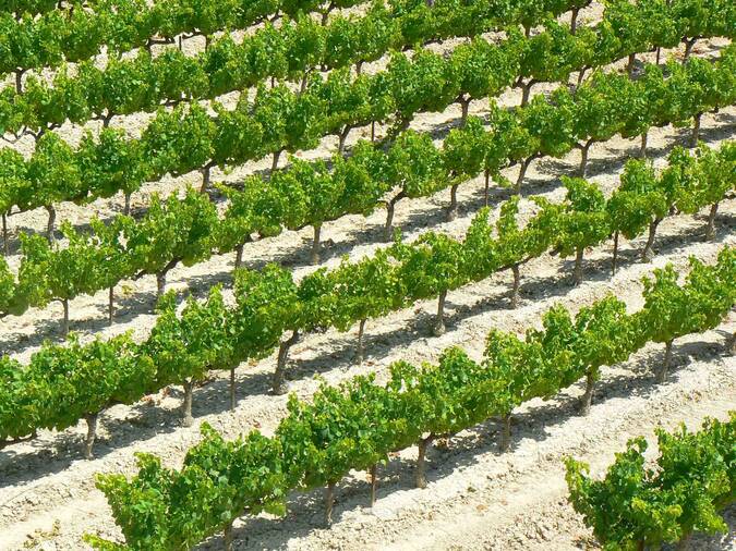 Visuel 3/4 : Plateau viticole des Estangs dans le pays nyonsais