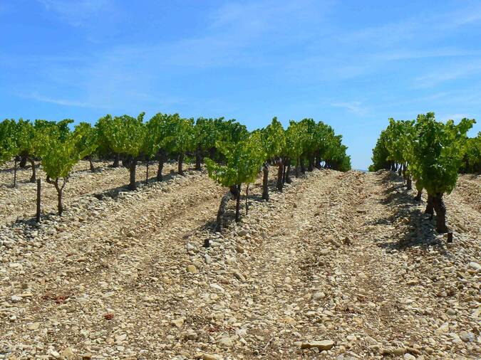 Visuel 4/4 : Plateau viticole des Estangs dans le pays nyonsais